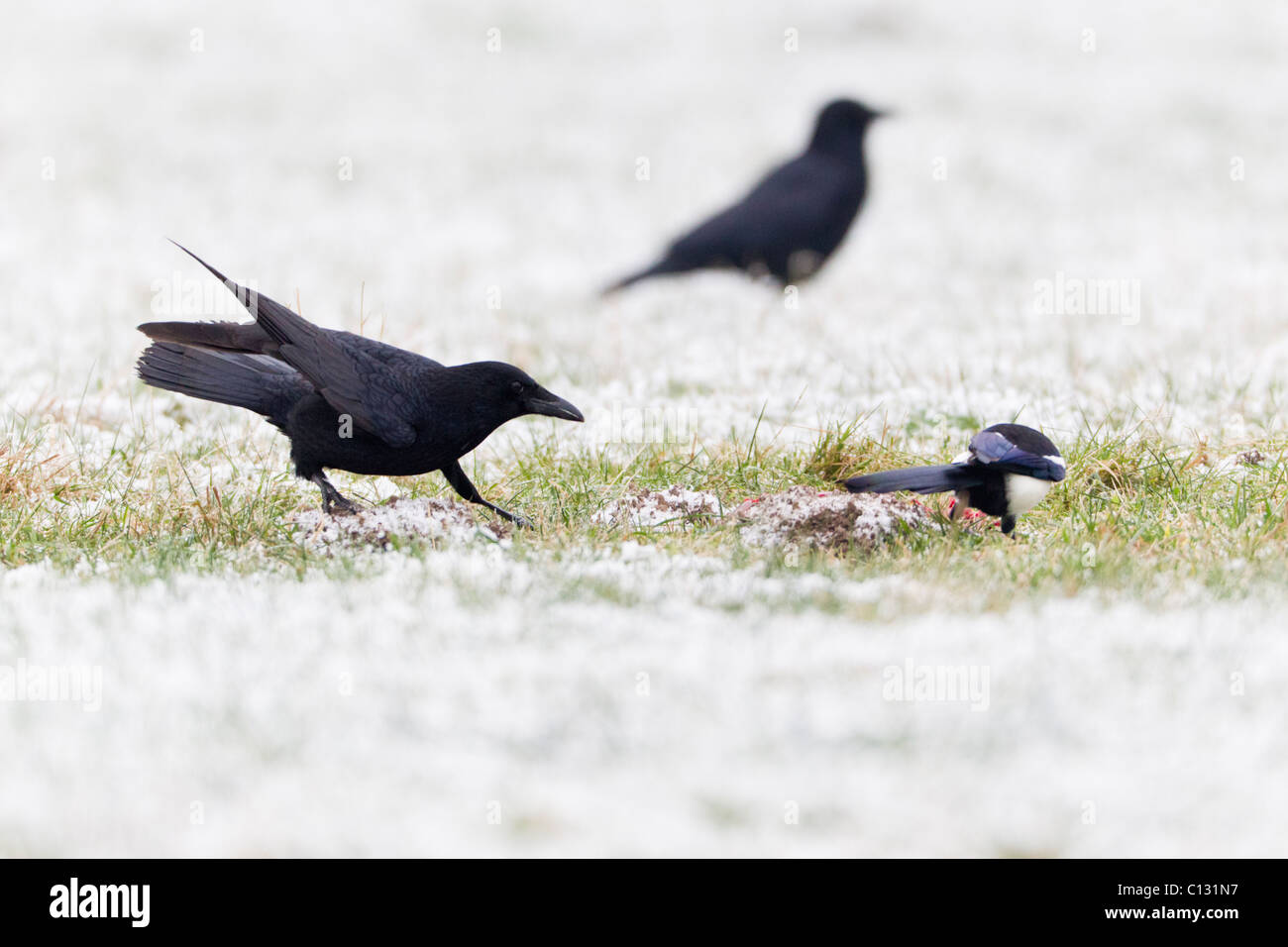 Corneille noire (Corvus corone), Pie bavarde (Pica pica), il se nourrit de charogne en hiver Banque D'Images