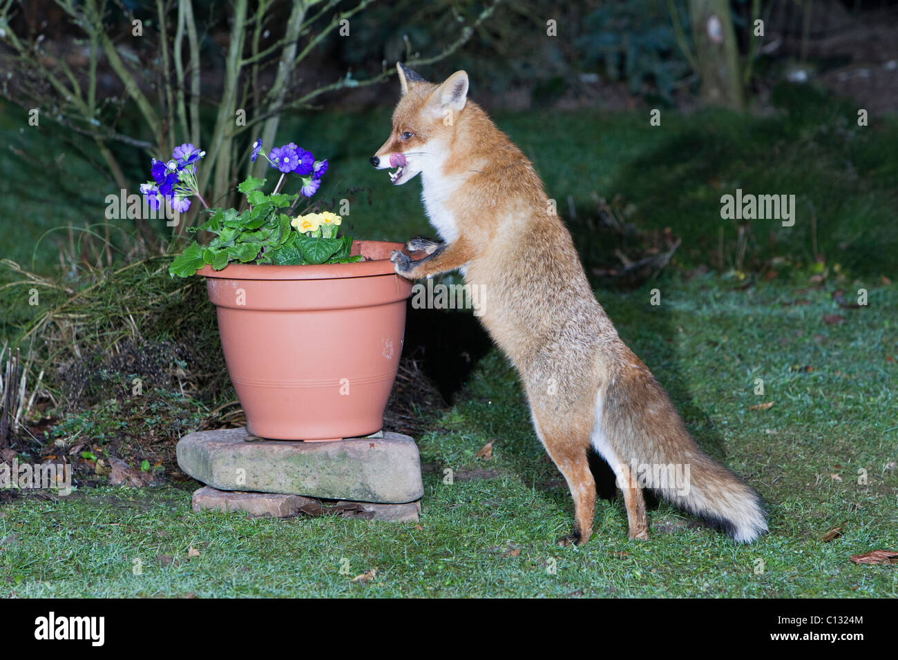 European Fox (Vulpes vulpes), dans le jardin, à la recherche de nourriture en plante en pot Banque D'Images