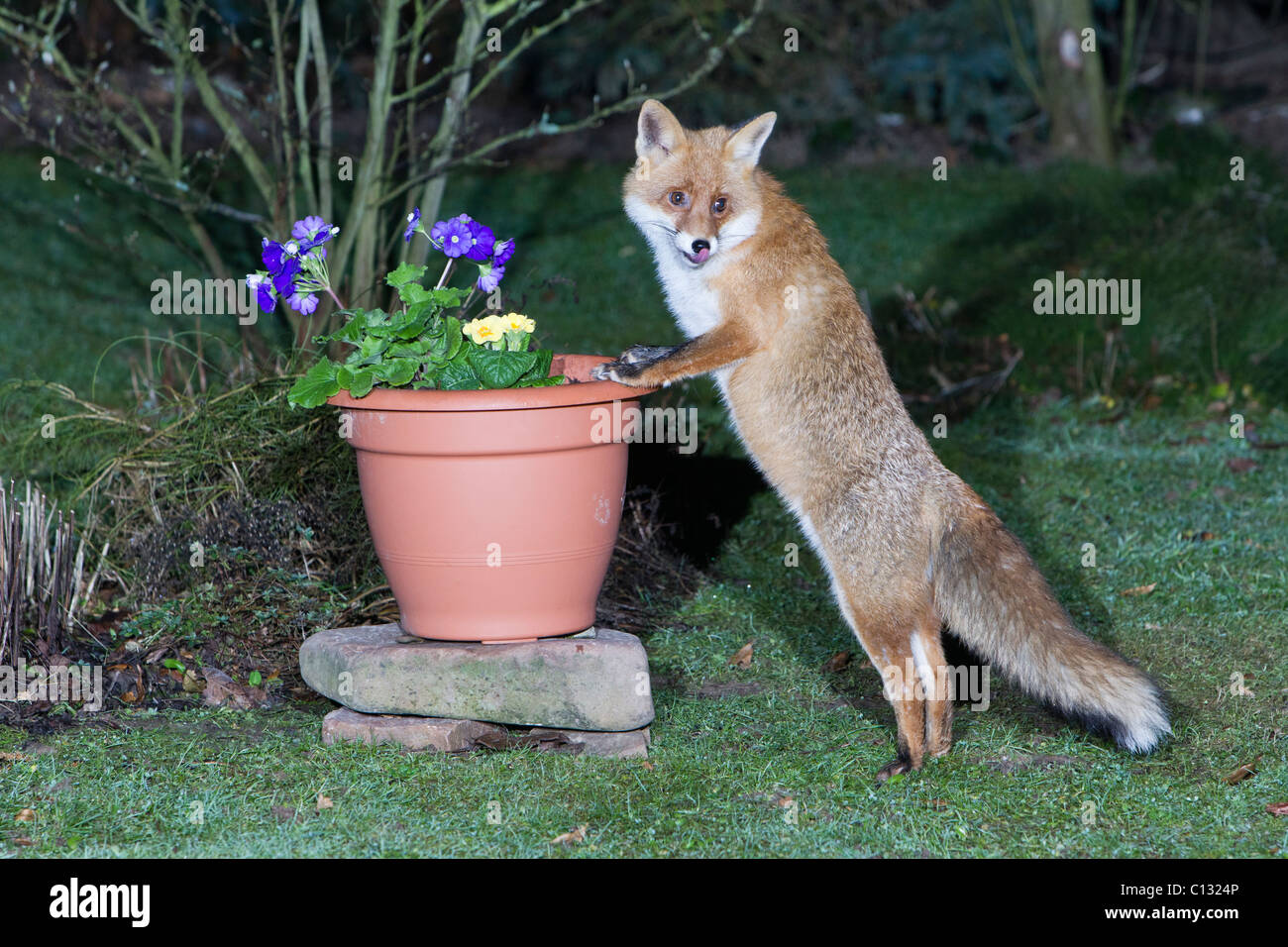 European Fox (Vulpes vulpes), dans le jardin, à la recherche de nourriture en plante en pot Banque D'Images
