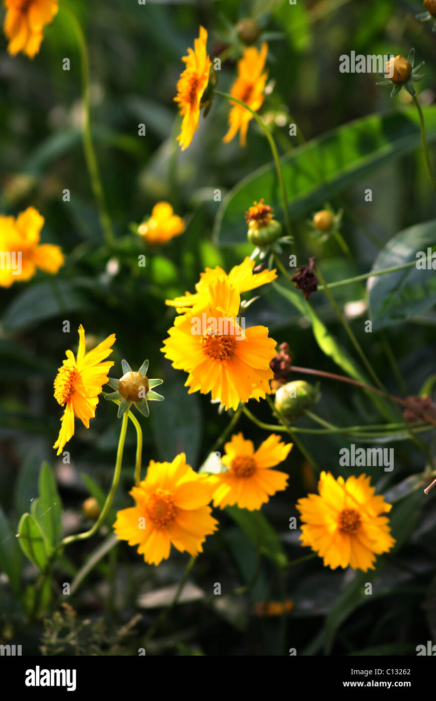 Coreopsis grandiflora Banque D'Images