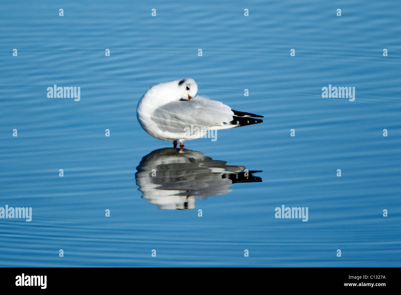 Noir mouette (Larus ridibundus), avec reflet dans la mer, Northumberland, England Banque D'Images