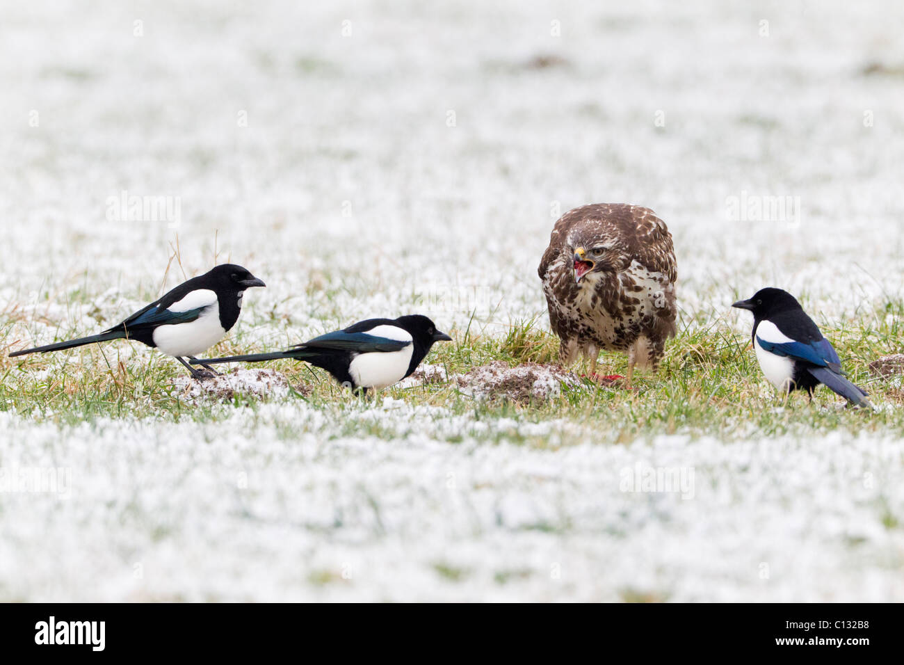 Buse variable (Buteo buteo), se nourrissant de charognes et d'être harcelées par les Pies bavardes (Pica pica) Banque D'Images