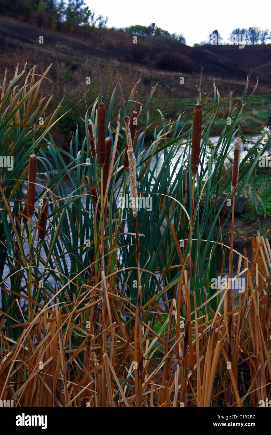 Paysage avec petite rivière Banque D'Images