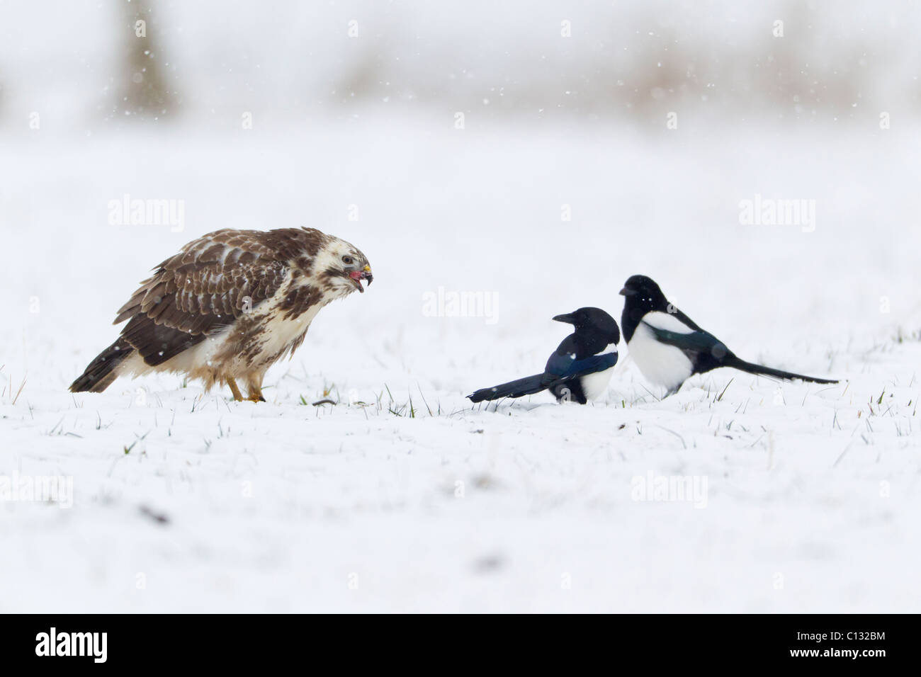Buse variable (Buteo buteo) et la Pie bavarde (Pica pica), il se nourrit de charogne Banque D'Images