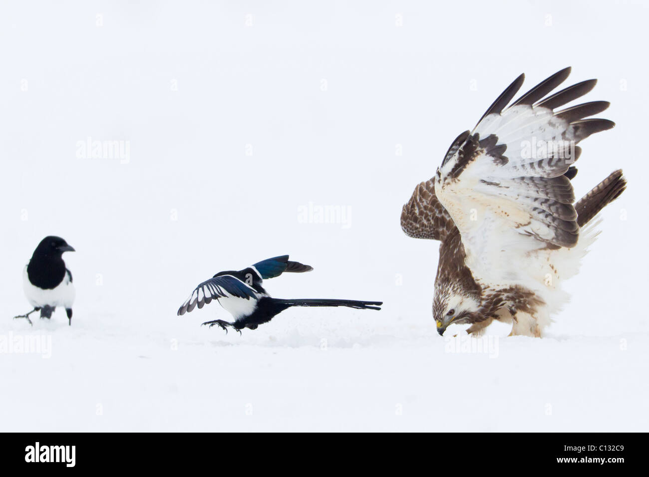 Buse variable (Buteo buteo), se nourrissant de charognes et d'être harcelées par les Pies bavardes (Pica pica) Banque D'Images