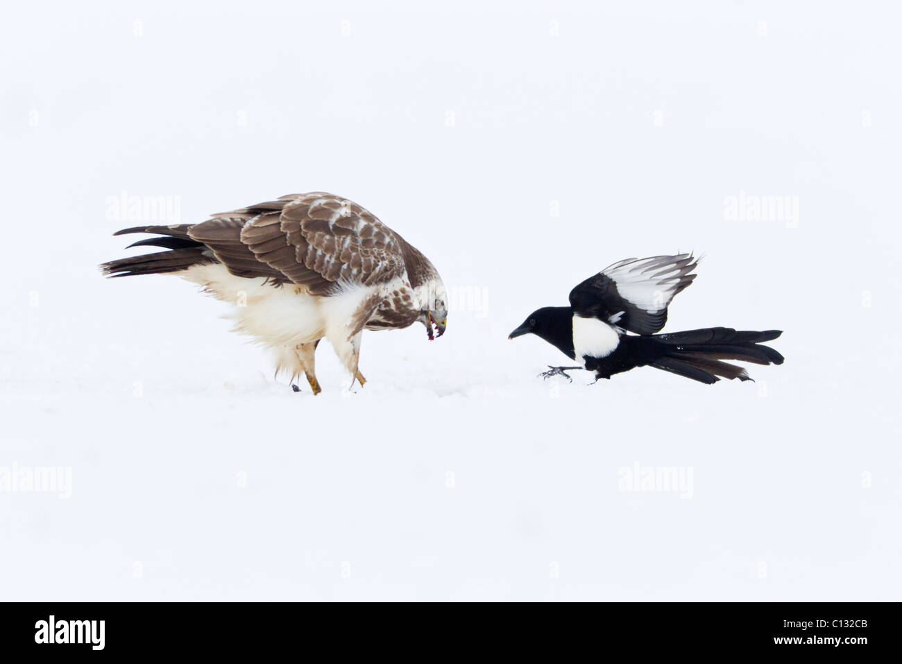 Buse variable (Buteo buteo), se nourrissant de charognes et d'être harcelées par les Pies bavardes (Pica pica) Banque D'Images