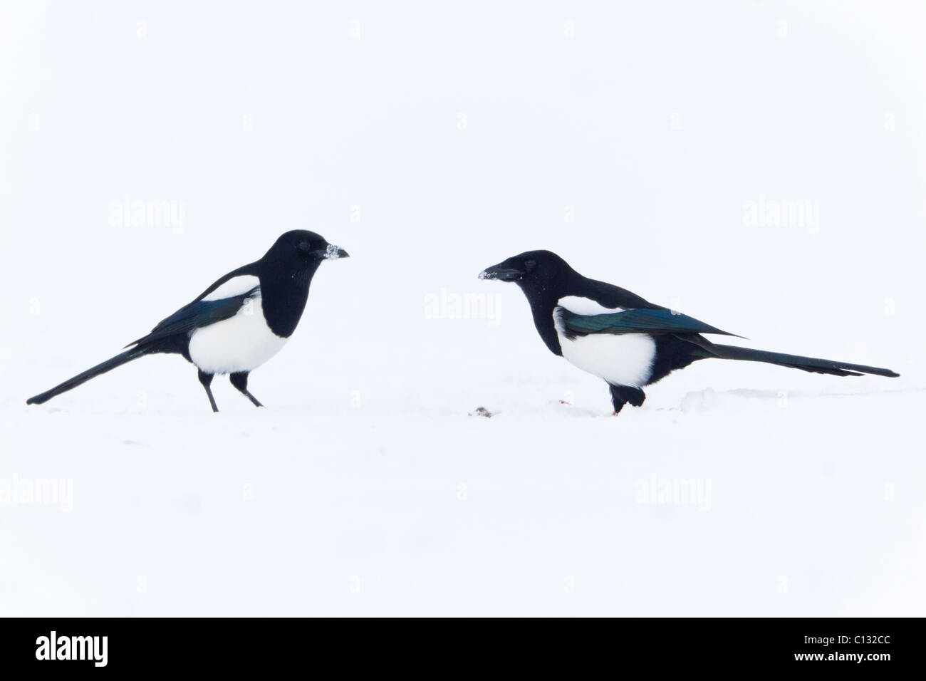 Magpie commune (Pica pica), paire sur le terrain couvert de neige, l'hiver Banque D'Images