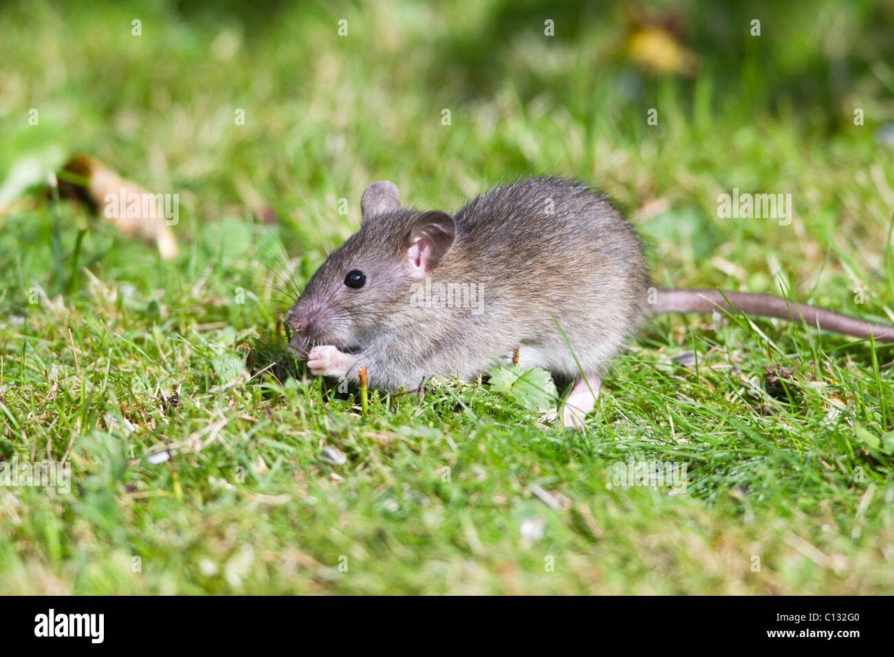 Rat surmulot (Rattus norvegicus), bébé l'alimentation des animaux sur les  graines dans le jardin, Loer, United States Photo Stock - Alamy