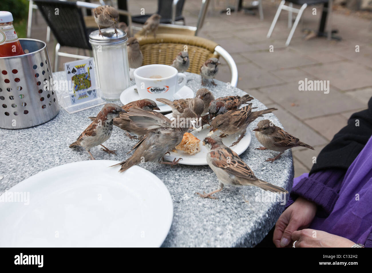 Moineau domestique (Passer domesticus), l'alimentation du troupeau sur la table dans le jardin de la cafétéria, Northumberland, England Banque D'Images