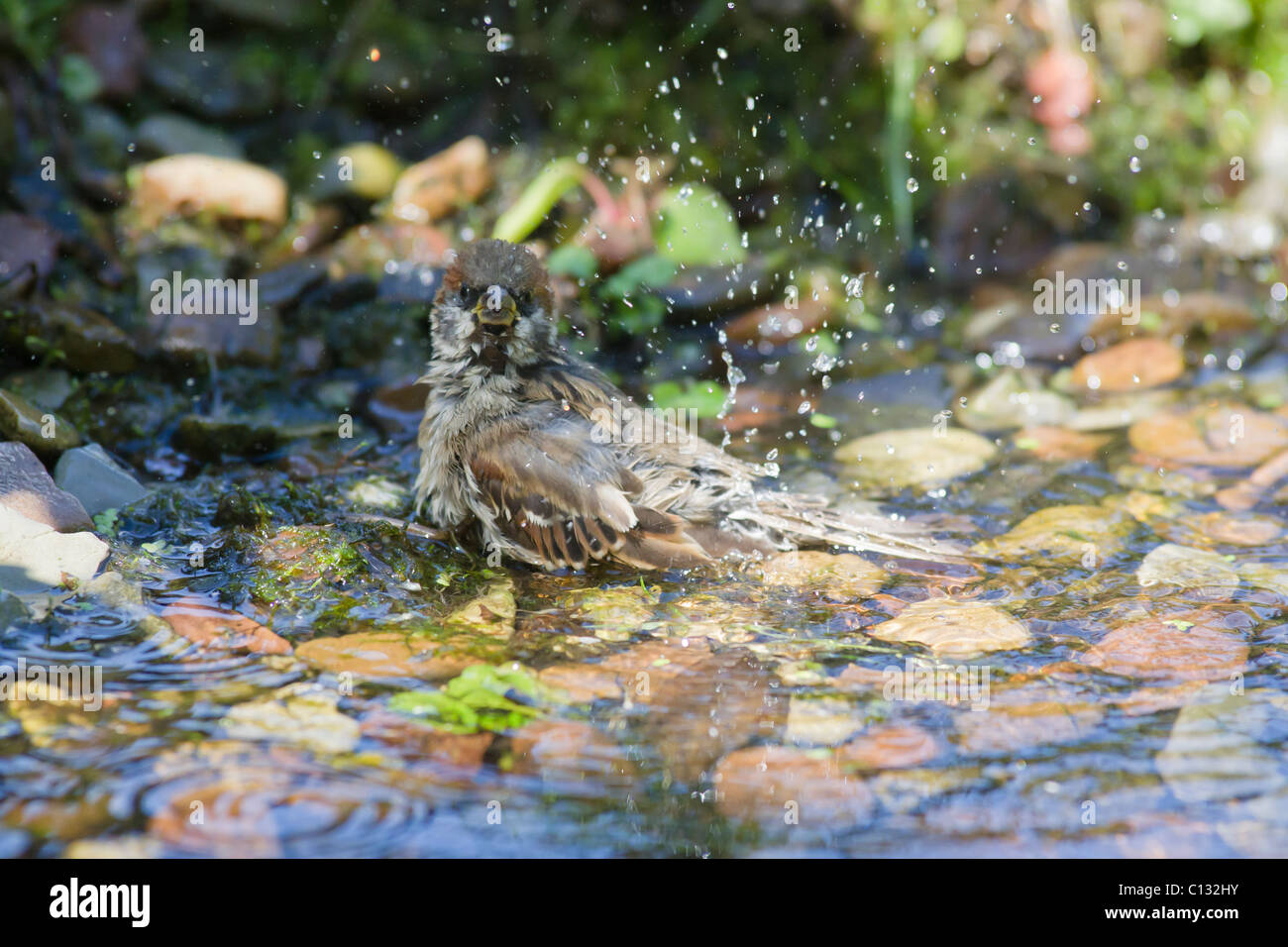 Tree Sparrow (Passser montanus), baignade en étang de jardin, Basse-Saxe, Allemagne Banque D'Images