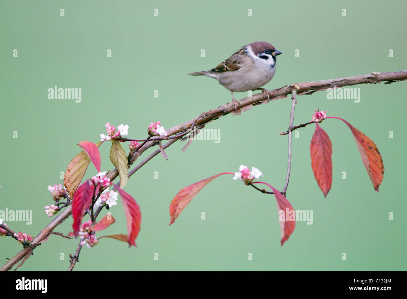 Moineau friquet (passer montanus), perché sur la branche de la floraison Viburnum, Basse-Saxe, Allemagne Banque D'Images