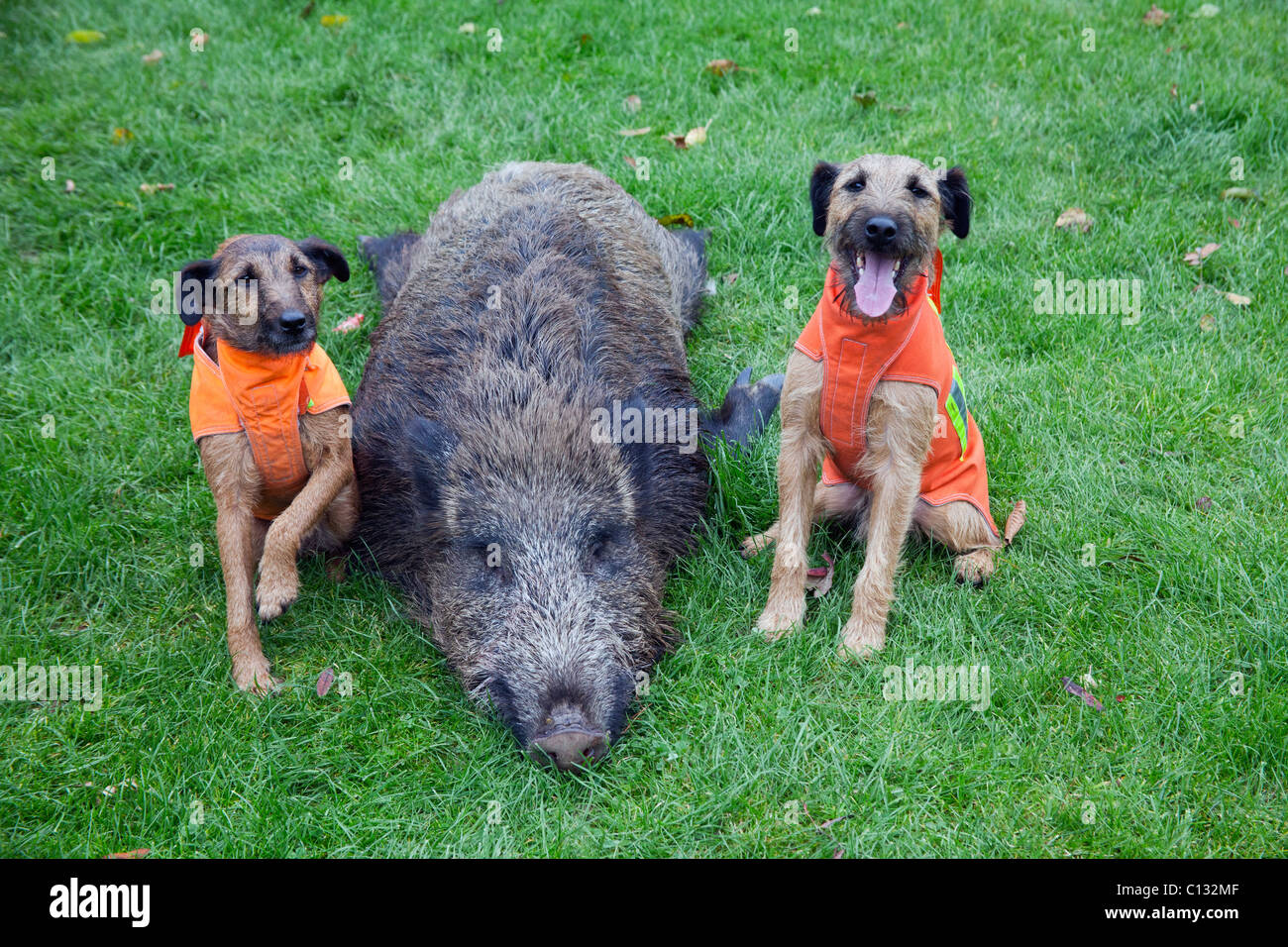 Westfalen Terrier, les chiens de chasse, deux avec shot sanglier, Basse-Saxe, Allemagne Banque D'Images