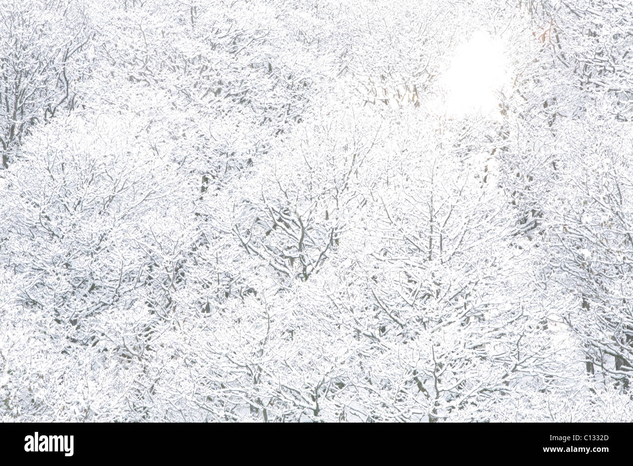 Chêne sessile (Quercus petraea) lors d'une forte chute de neige. Powys, Pays de Galles. Novembre. Banque D'Images