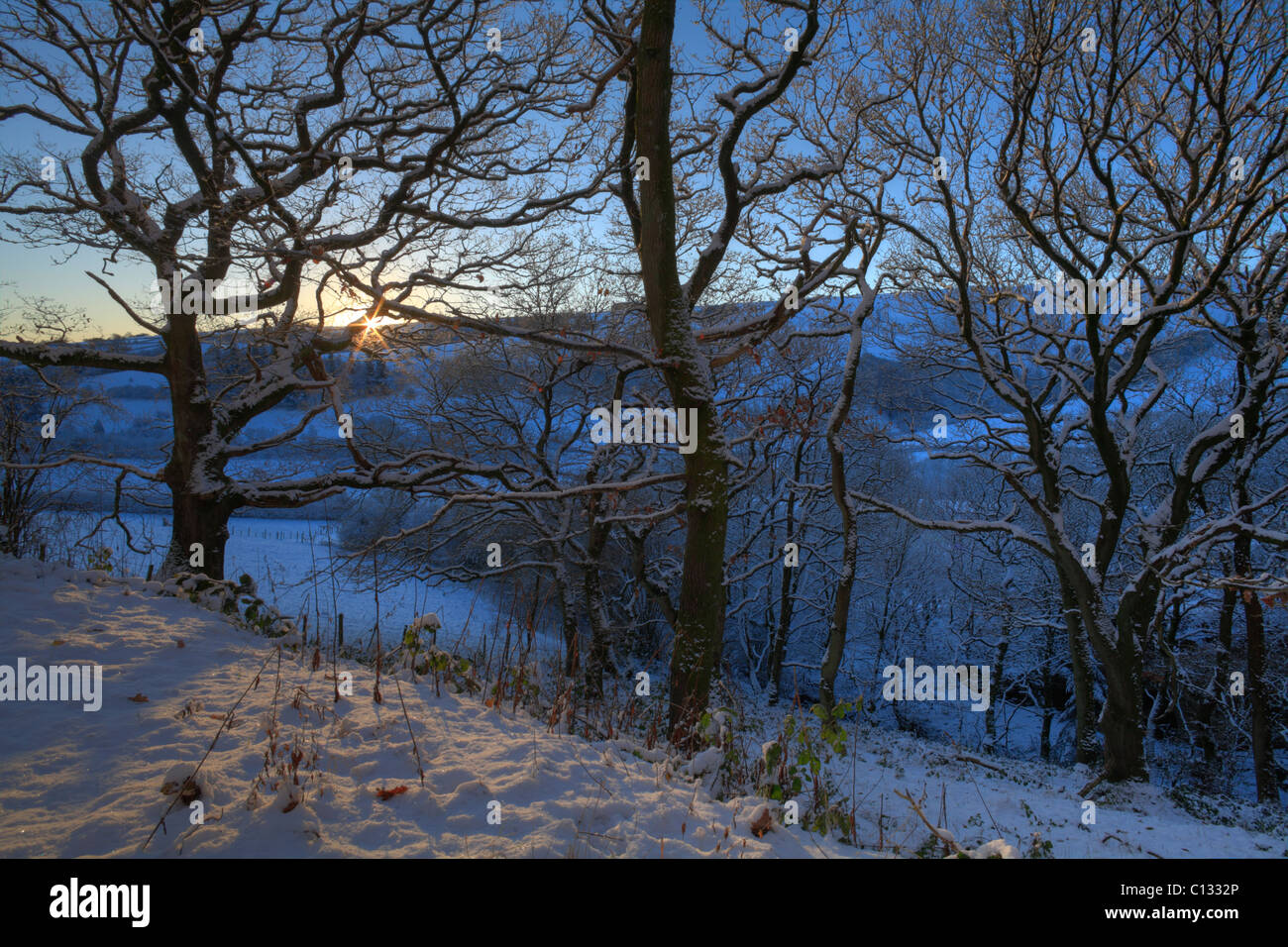 Chêne sessile (Quercus petraea) bois avec le soleil se lever. Powys, Pays de Galles. Novembre. Banque D'Images