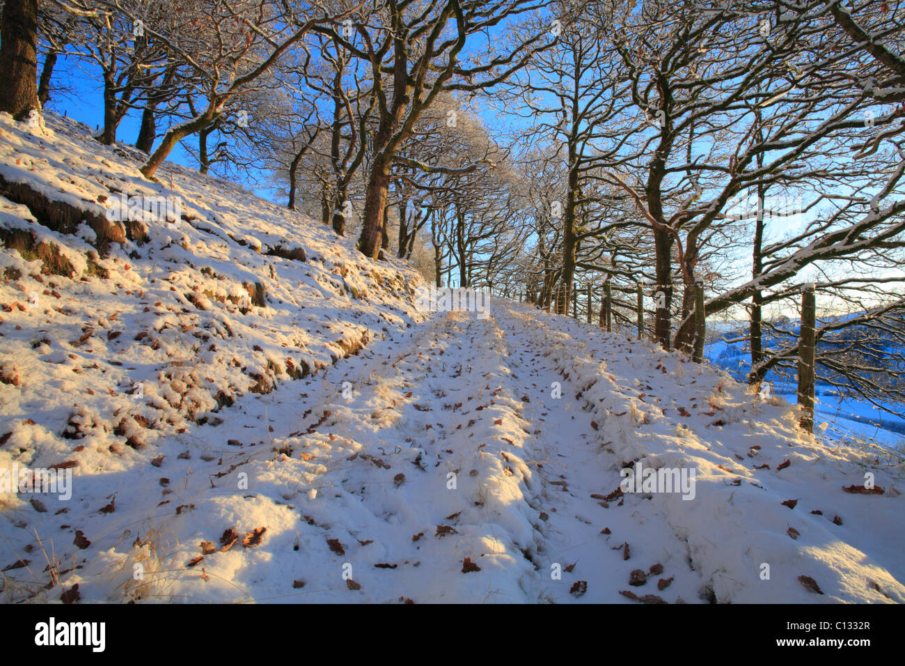 La neige en chêne sessile (Quercus petraea). Powys, Pays de Galles. Banque D'Images