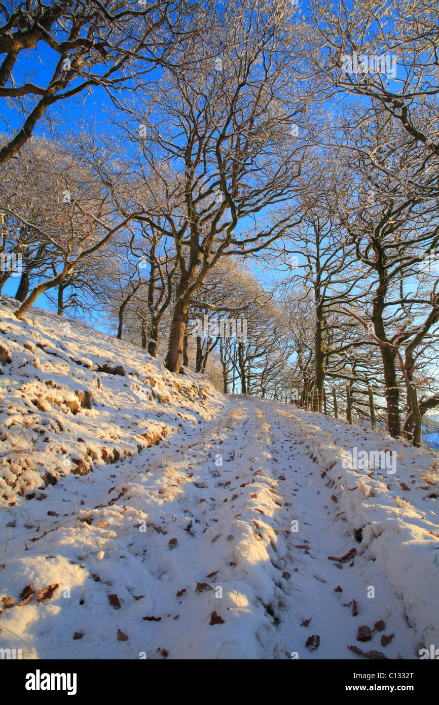 La neige en chêne sessile (Quercus petraea). Powys, Pays de Galles. Banque D'Images