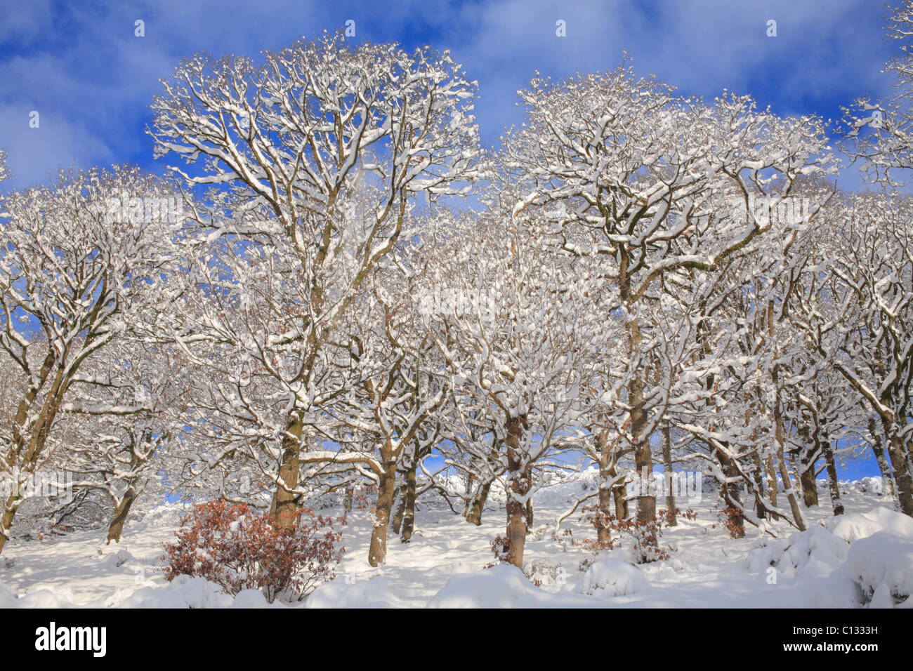 La neige en chêne sessile (Quercus petraea). Powys, Pays de Galles. Banque D'Images