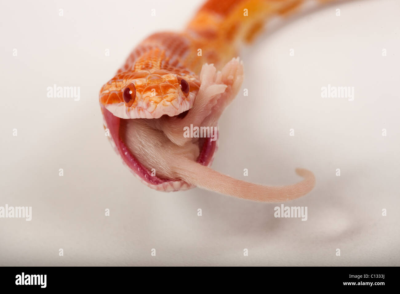 Elaphe guttata guttata serpent maïs manger dead mouse Banque D'Images