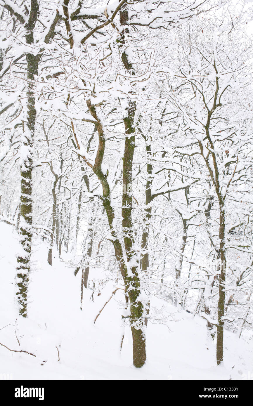 La neige et la glace en chêne sessile (Quercus petraea). Powys, Pays de Galles. Banque D'Images