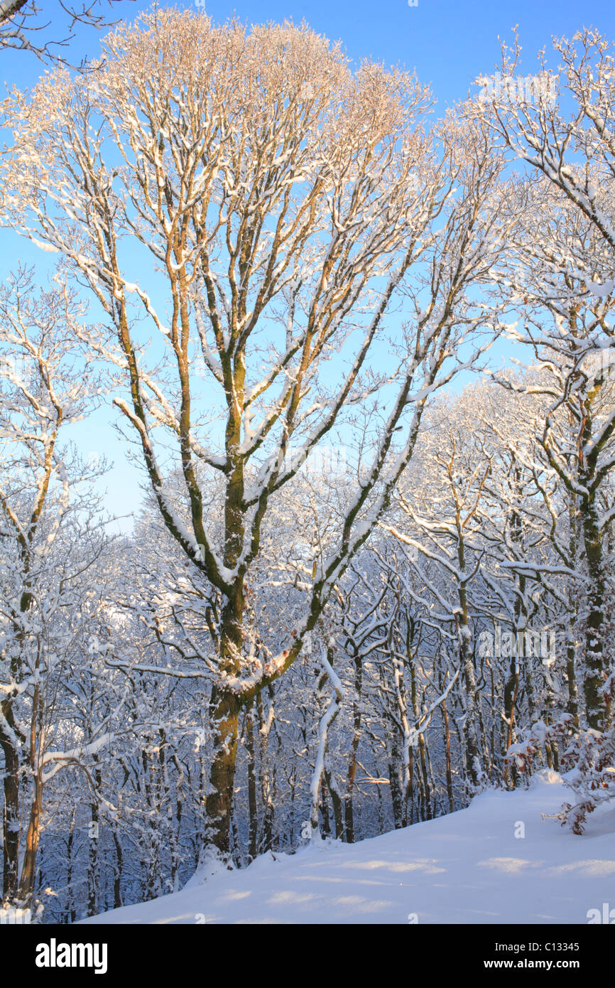 Chêne sessile (Quercus petraea) après une chute de neige. Powys, Pays de Galles. Banque D'Images