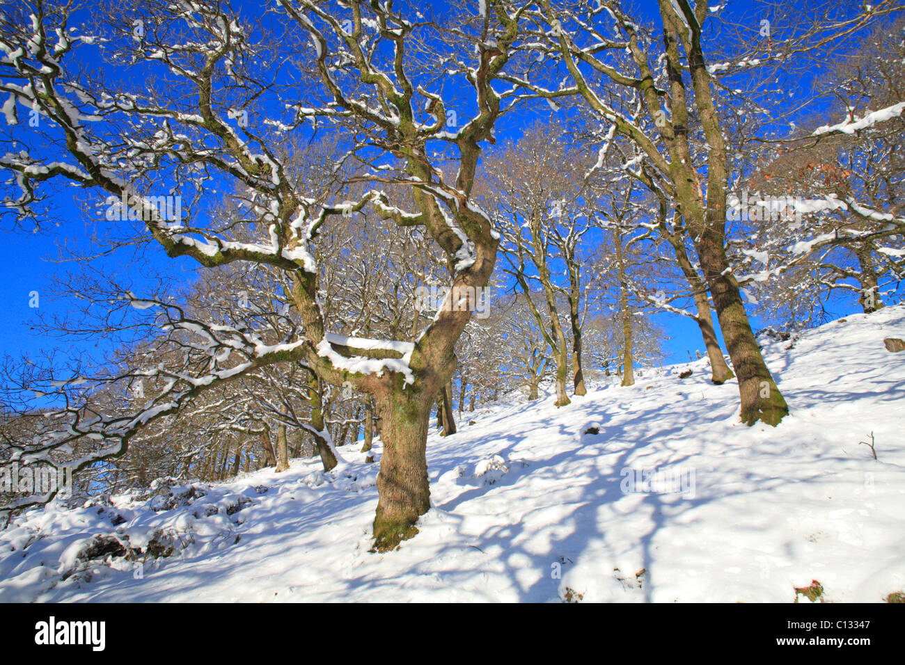 Chêne sessile (Quercus petraea) après une chute de neige. Powys, Pays de Galles. Banque D'Images