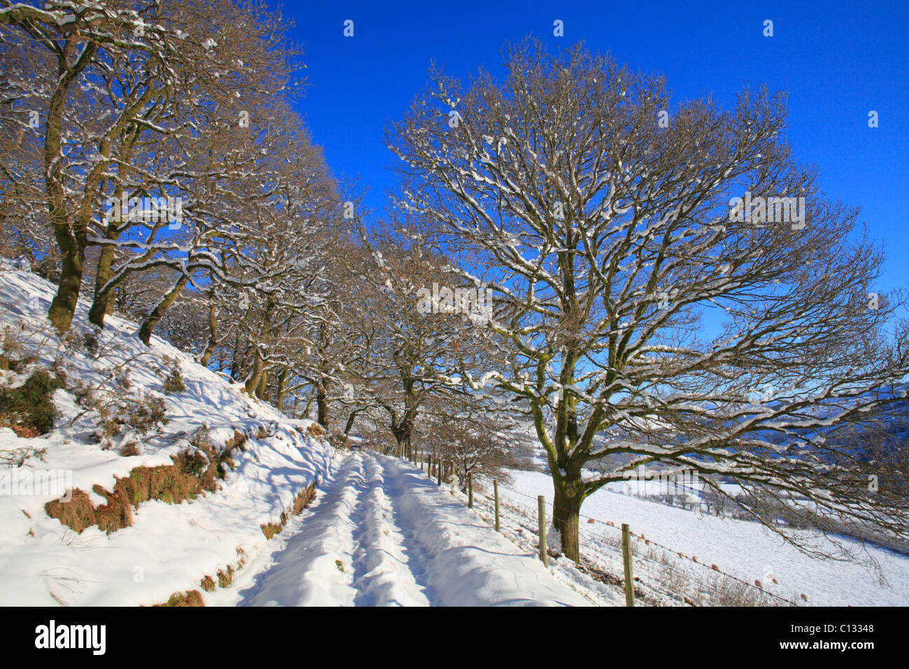 La voie d'chêne sessile (Quercus petraea) après une chute de neige. Powys, Pays de Galles. Banque D'Images
