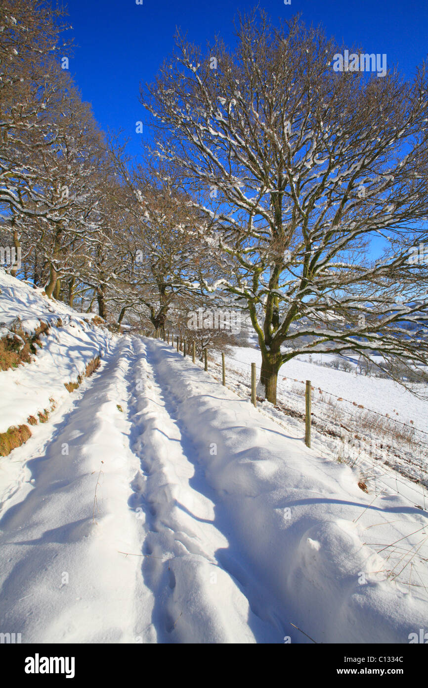 La voie d'chêne sessile (Quercus petraea) après une chute de neige. Powys, Pays de Galles. Banque D'Images