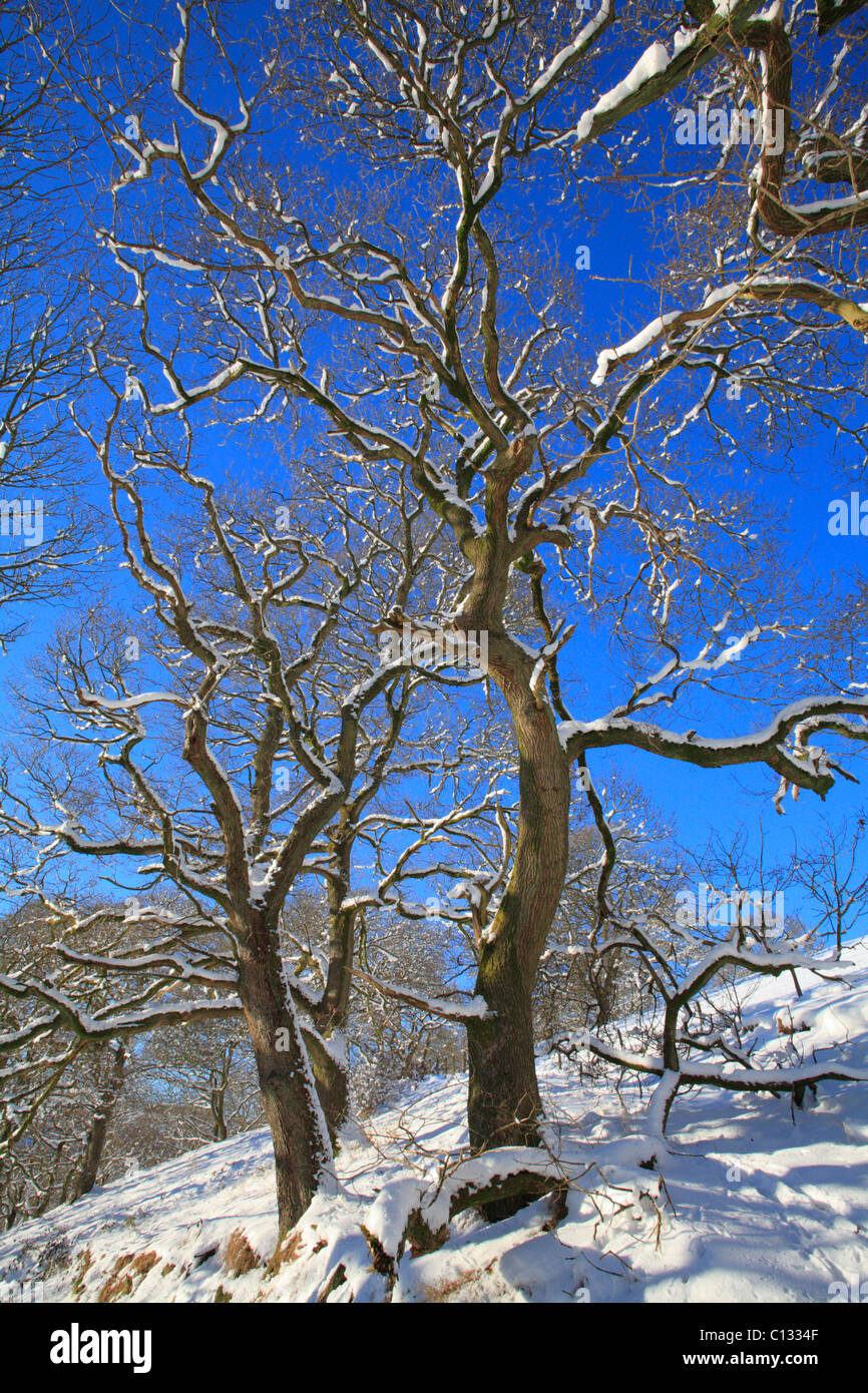 Chêne sessile (Quercus petraea) après une chute de neige. Powys, Pays de Galles. Banque D'Images