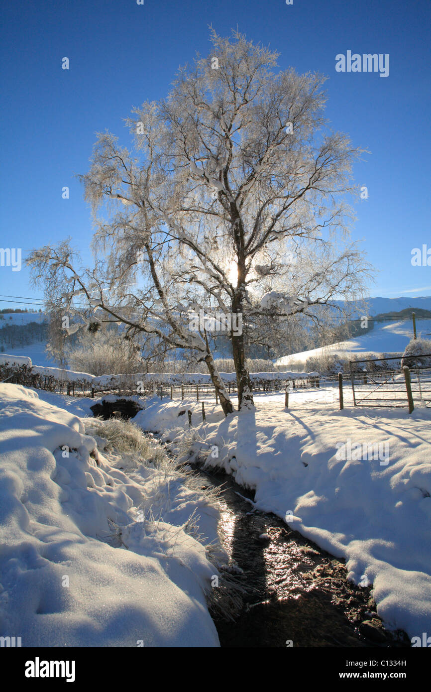 Bouleau pubescent (Betula pubescens) et un cours d'eau dans la neige.. Powys, Pays de Galles. Décembre. Banque D'Images