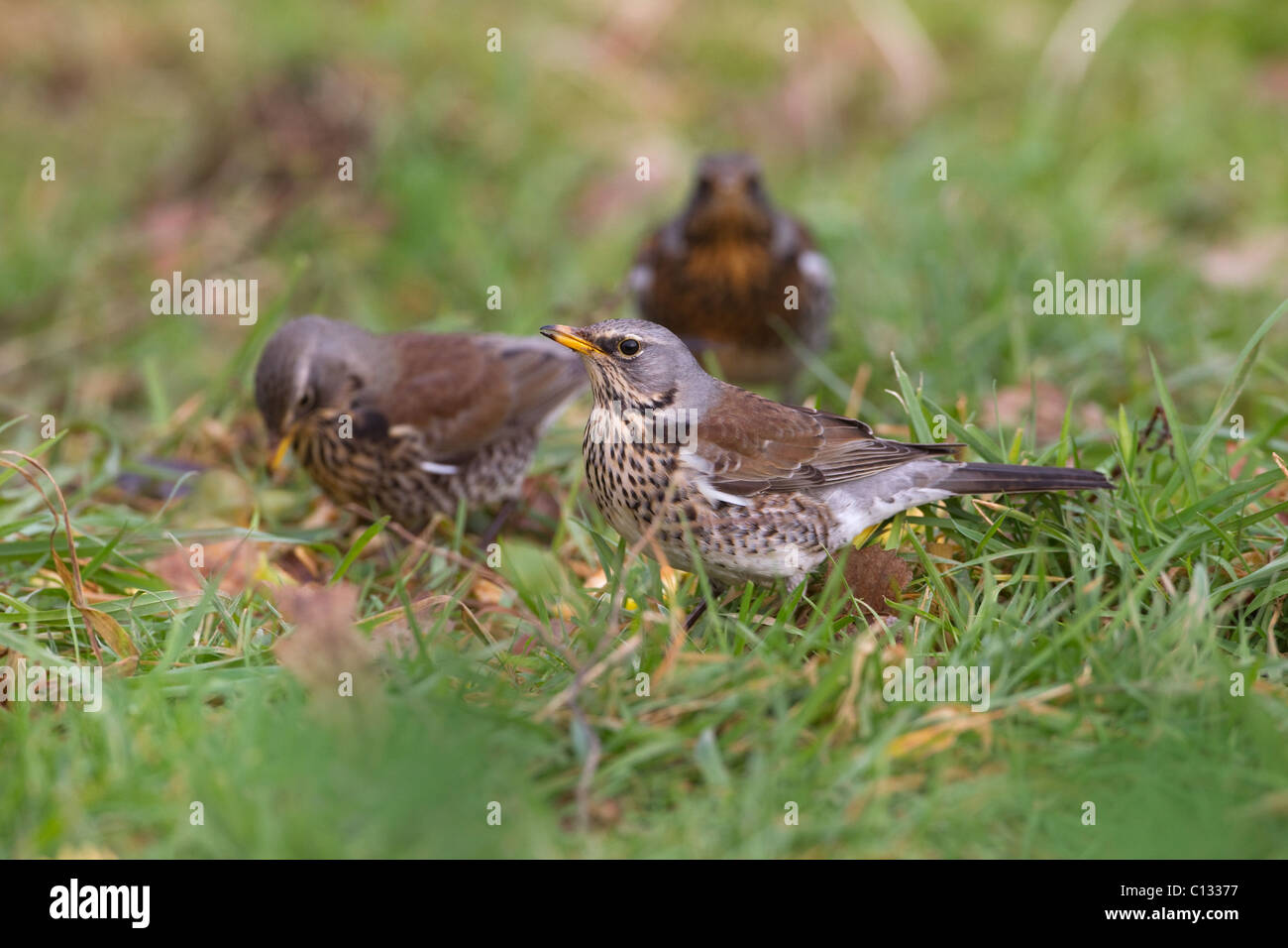 Un groupe d'alimentation f aux Grives Litornes Turdus dans une prairie Banque D'Images