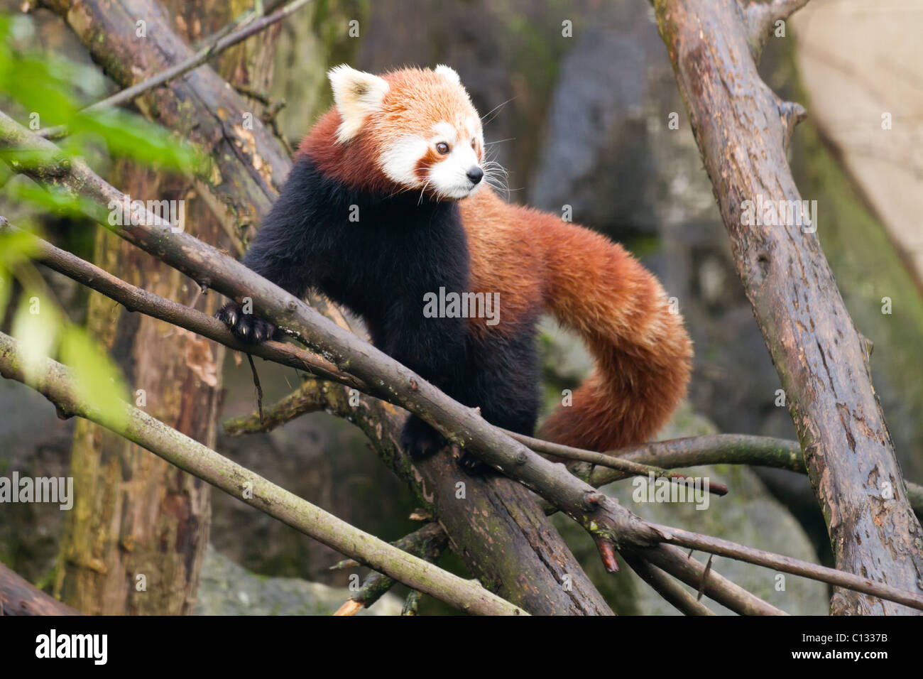 Jasmina le panda rouge escalade un arbre au zoo de Bristol. Banque D'Images