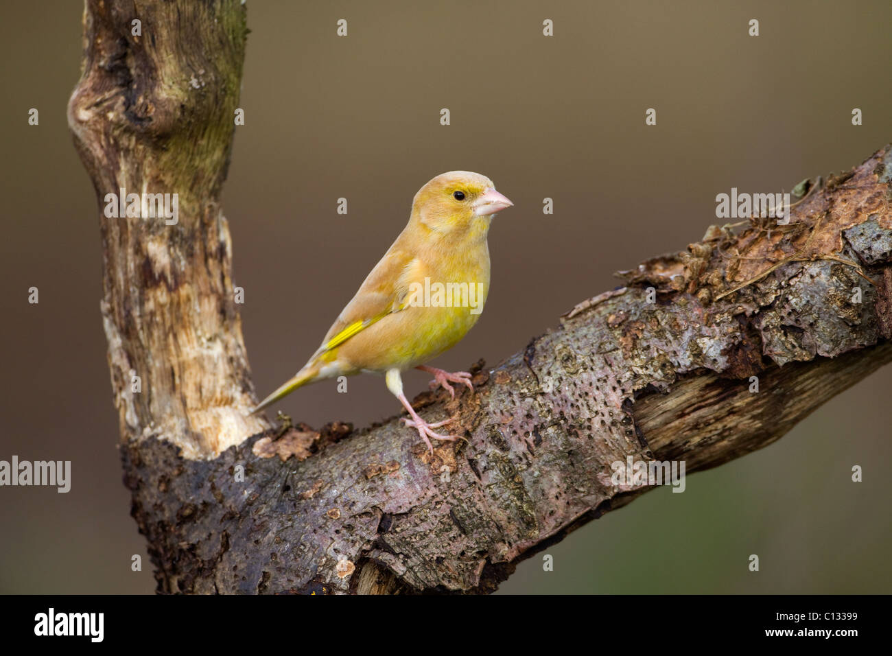 Greenfinch Carduelis chloris variation anormale perchée à hedgeriow dans la campagne du Norfolk Banque D'Images