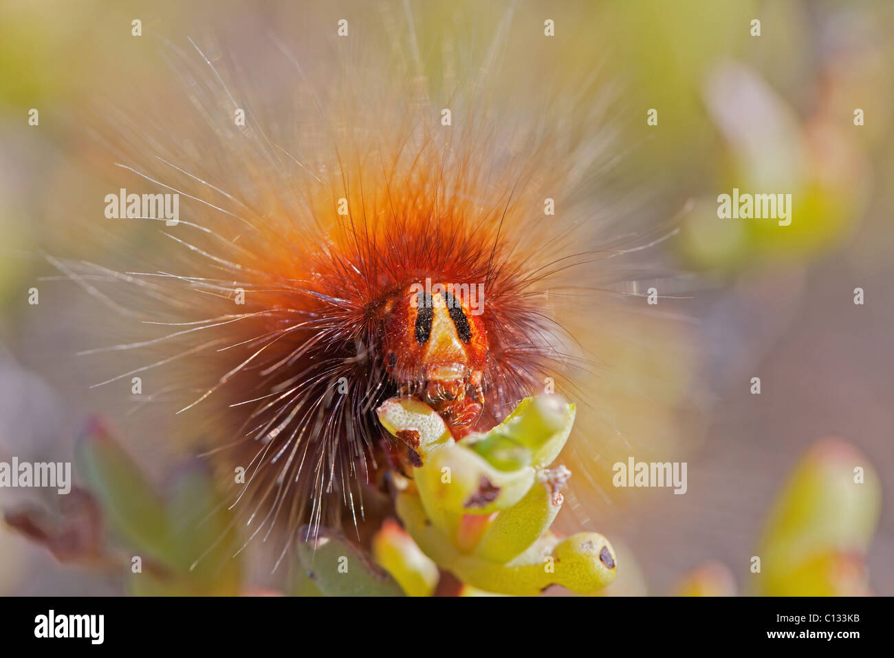 Caterpillar se nourrissant de plante succulente, près de Garies, dans le Nord de la Province du Cap, Afrique du Sud Banque D'Images