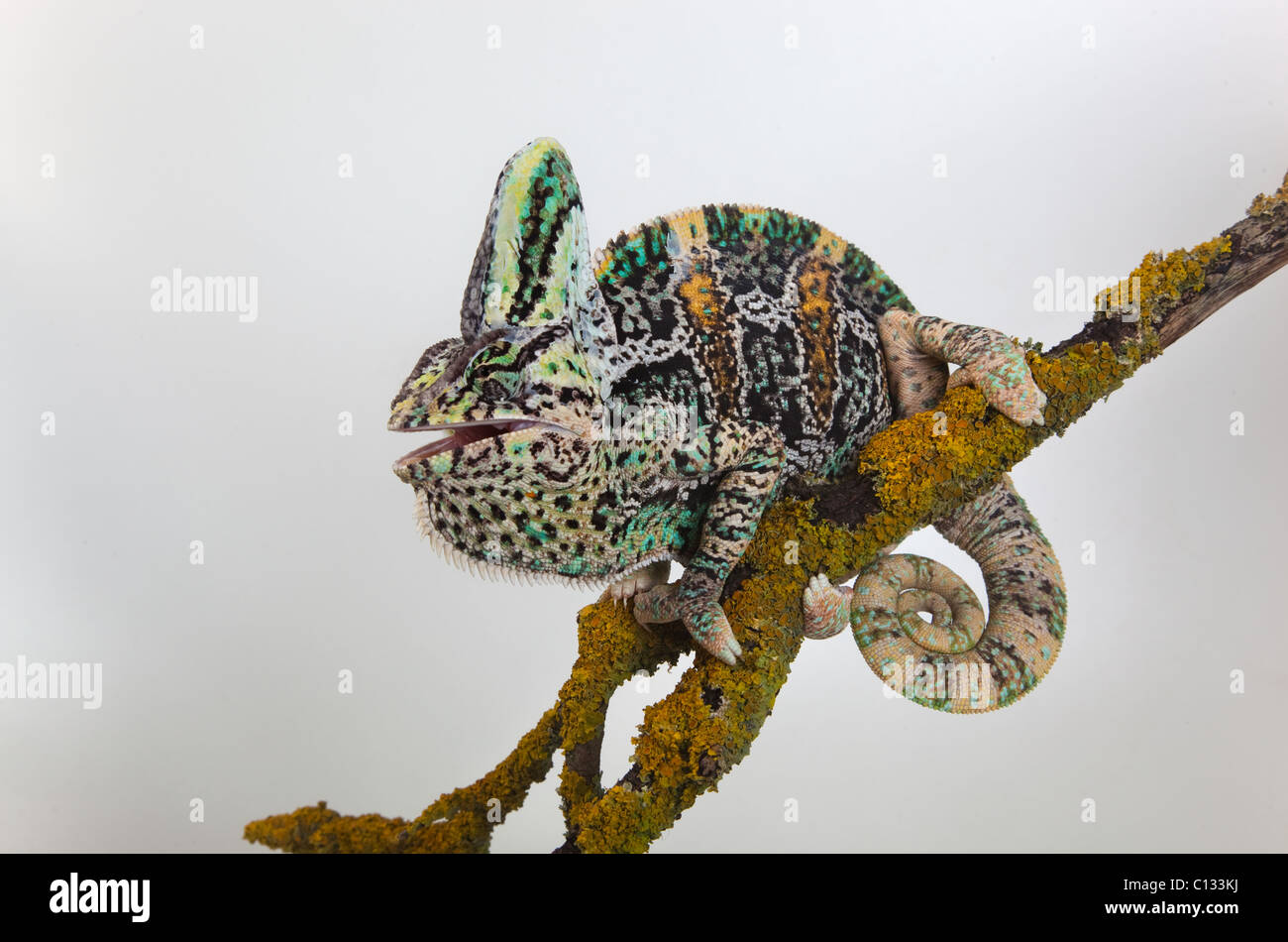 Le Yémen ou Chameleon Chamaeleo calytratus voilée Banque D'Images