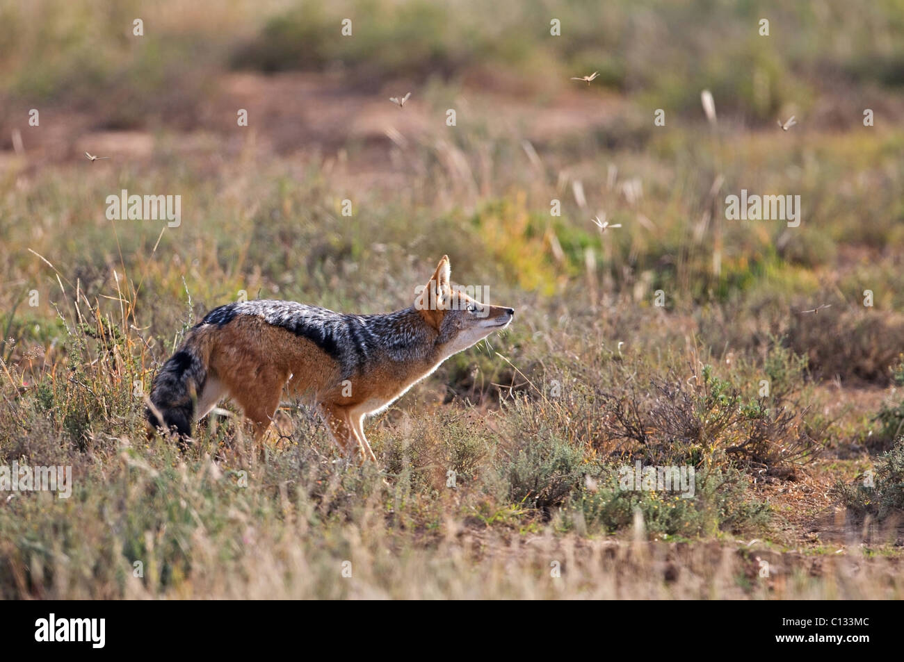 Jackal alimentation, Mountain Zebra National Park, Province orientale du Cap, Afrique du Sud Banque D'Images