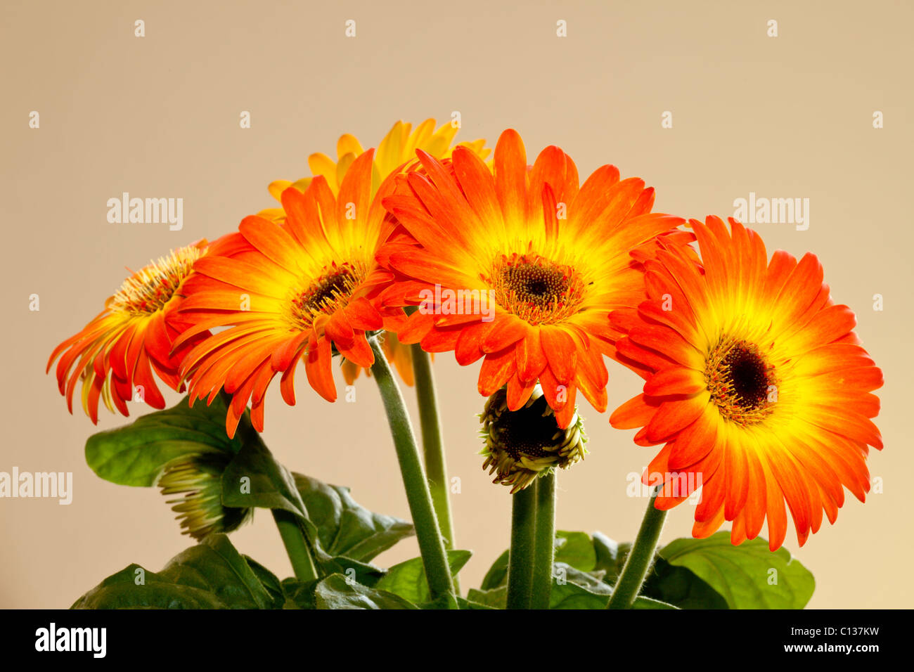L'orange vif et jaune Gerbera Daisy Banque D'Images