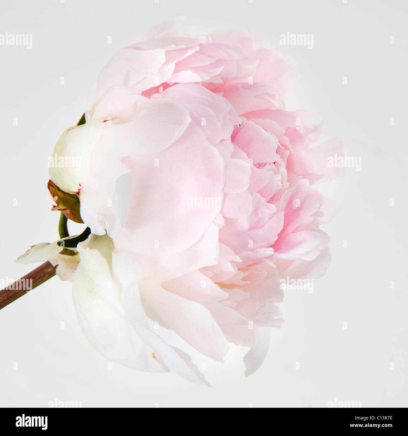 Fleur de pivoine en fleur Banque D'Images