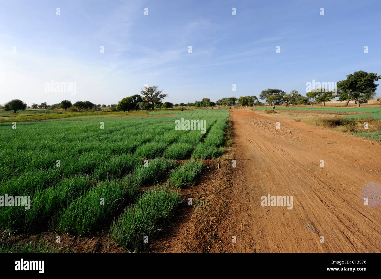 Les champs d'oignon le long d'une route poussiéreuse sur le plateau Dogon, Pays Dogon, au Mali. Banque D'Images