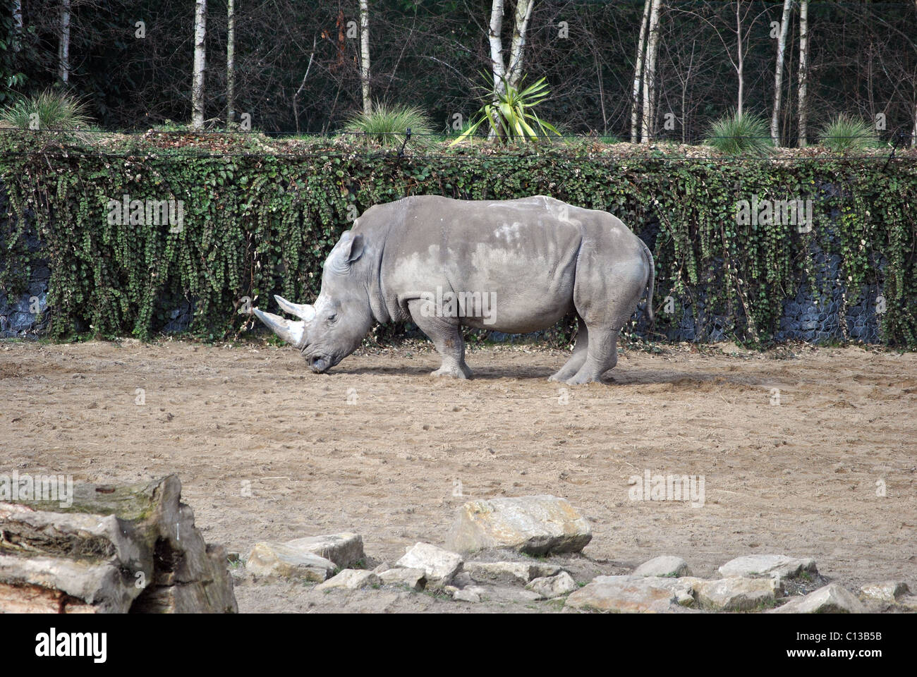 White Rhino mâle Banque D'Images