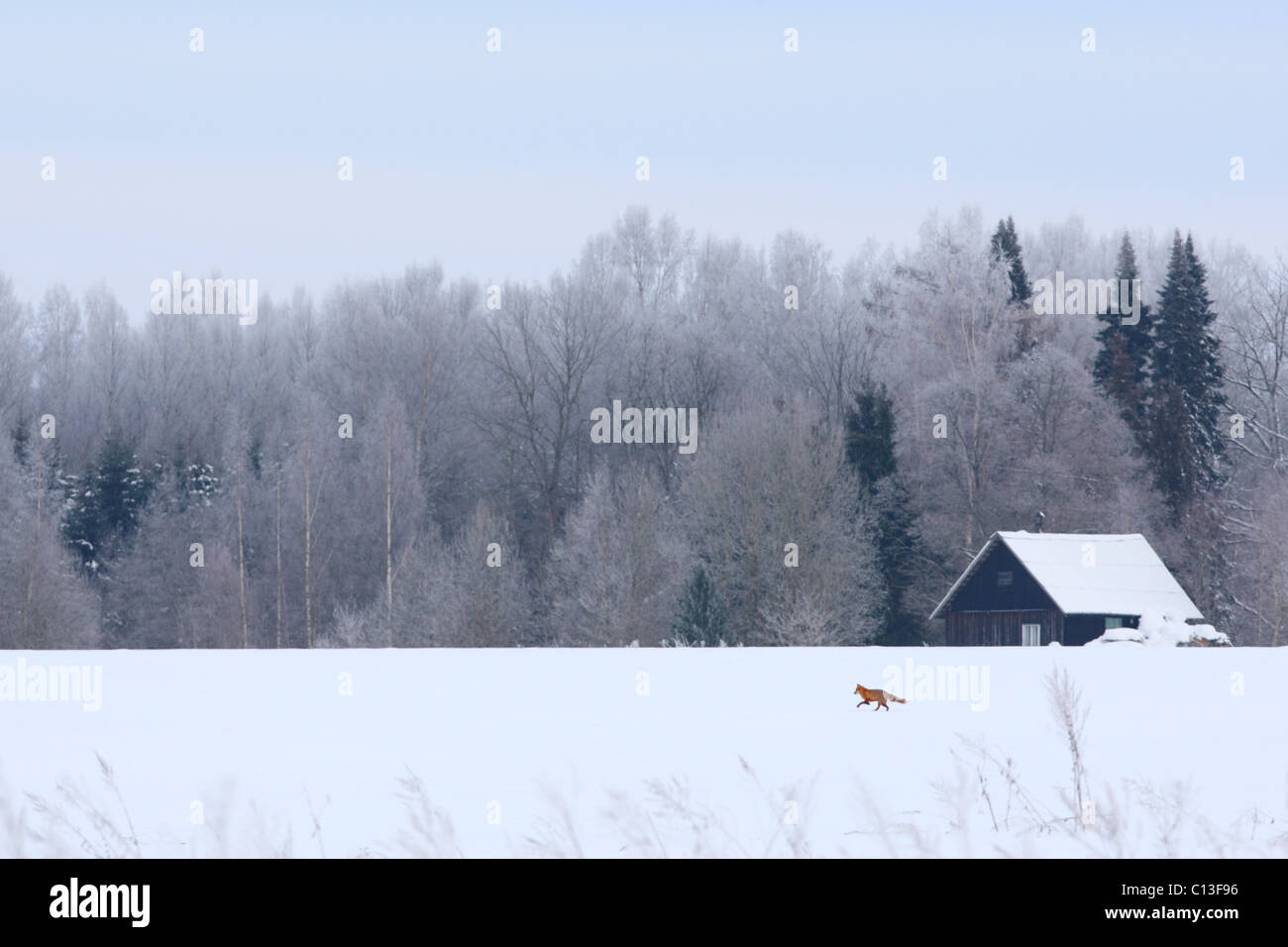 Le renard roux (Vulpes vulpes) dans son habitat, à la recherche de campagnols. Banque D'Images