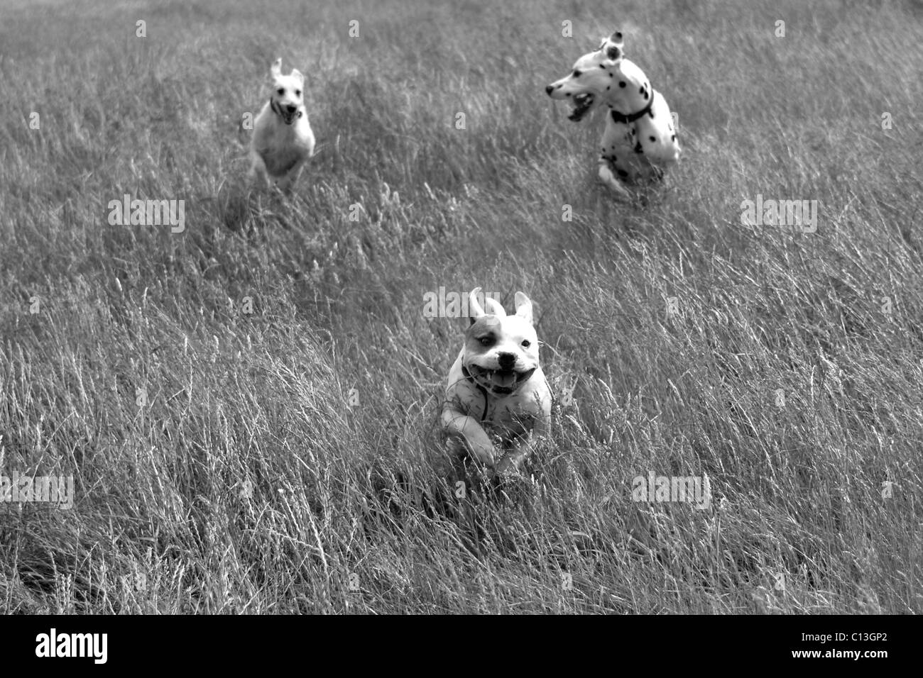Trois chiens qui courent à travers l'herbe haute Banque D'Images