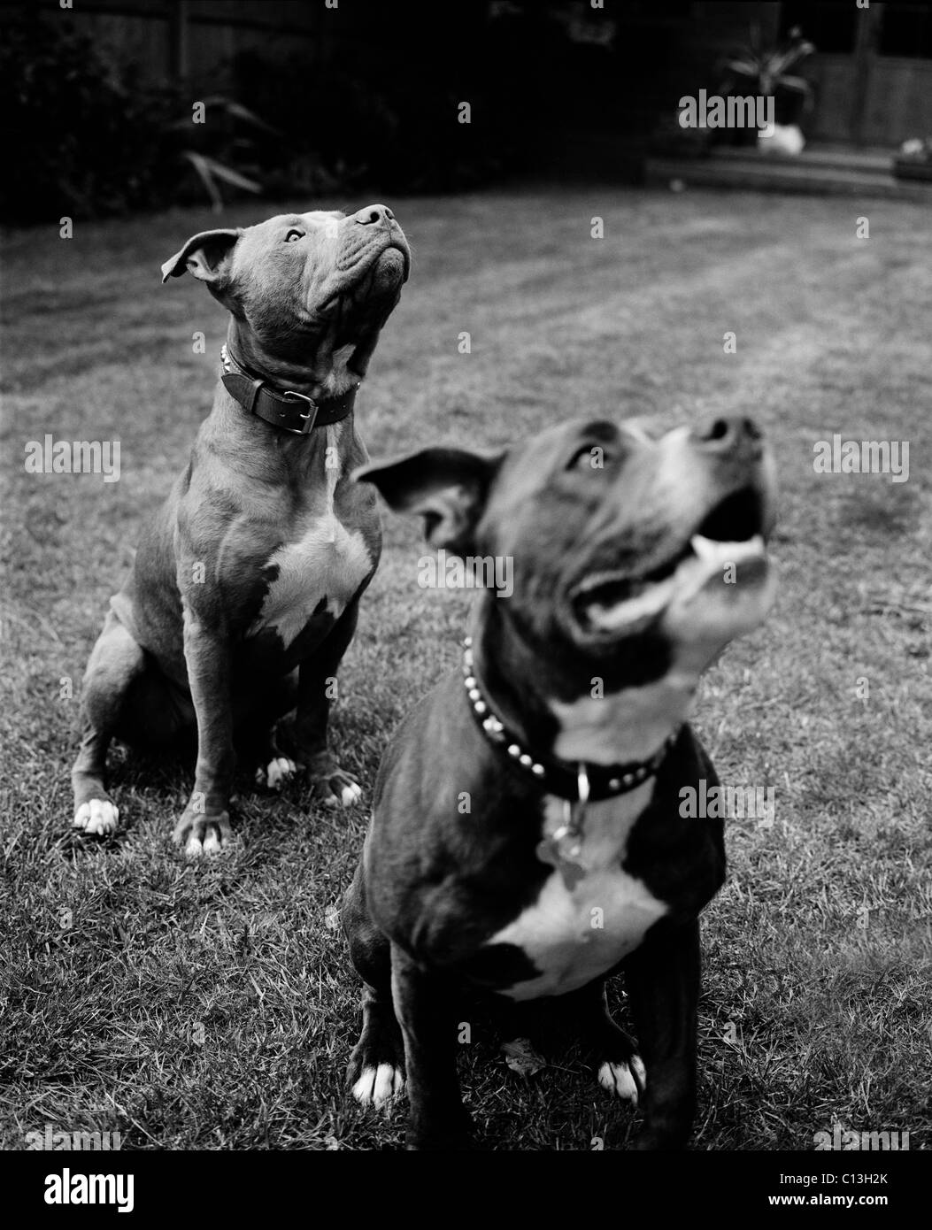 Deux Staffordshire Bull Terriers assis dans un jardin Banque D'Images