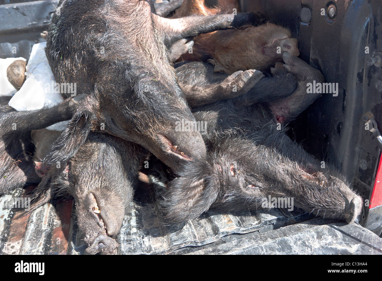 Les porcs sauvages, dans des sacs, Banque D'Images