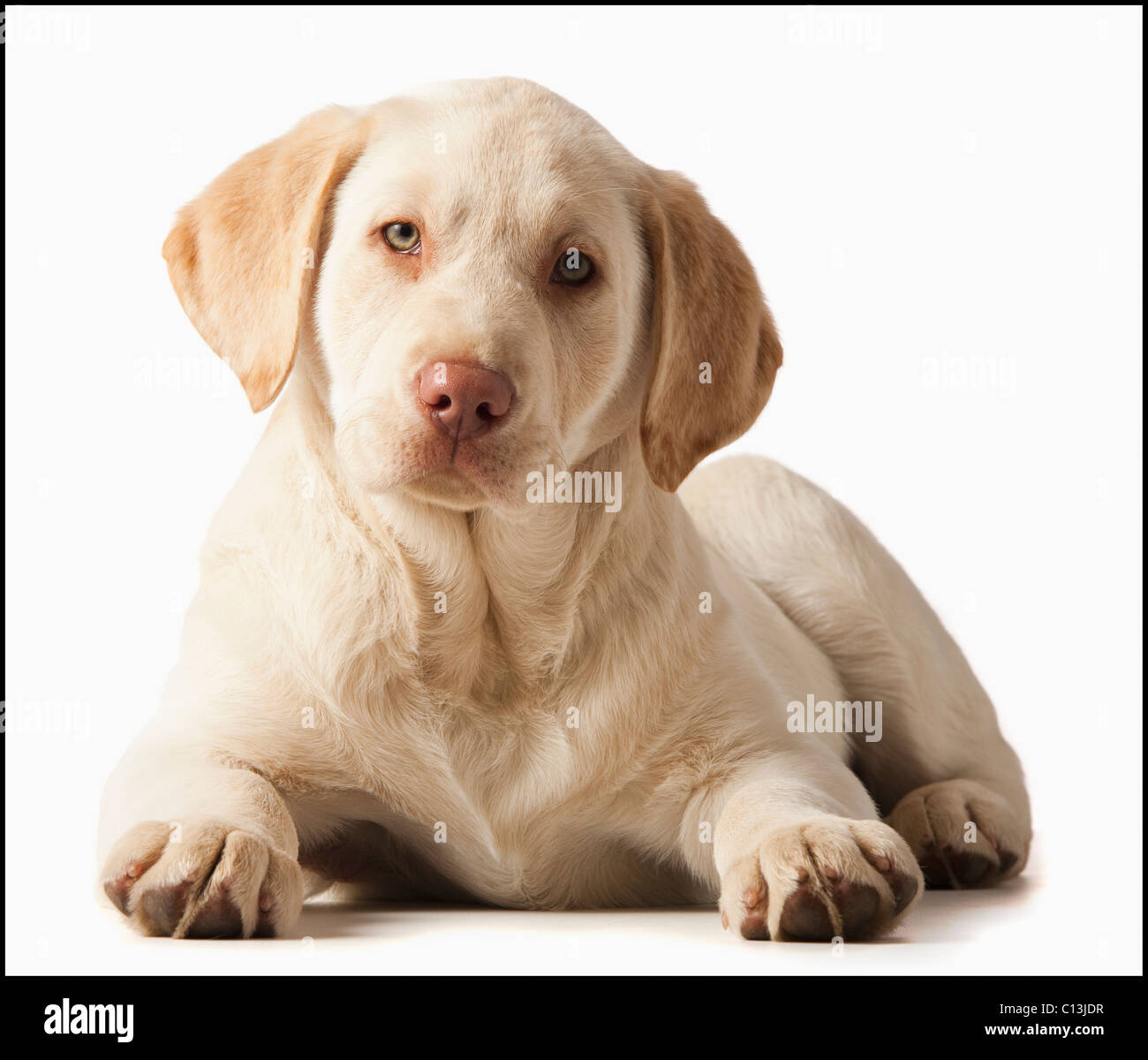 Studio portrait of Yellow Labrador Retriever Banque D'Images