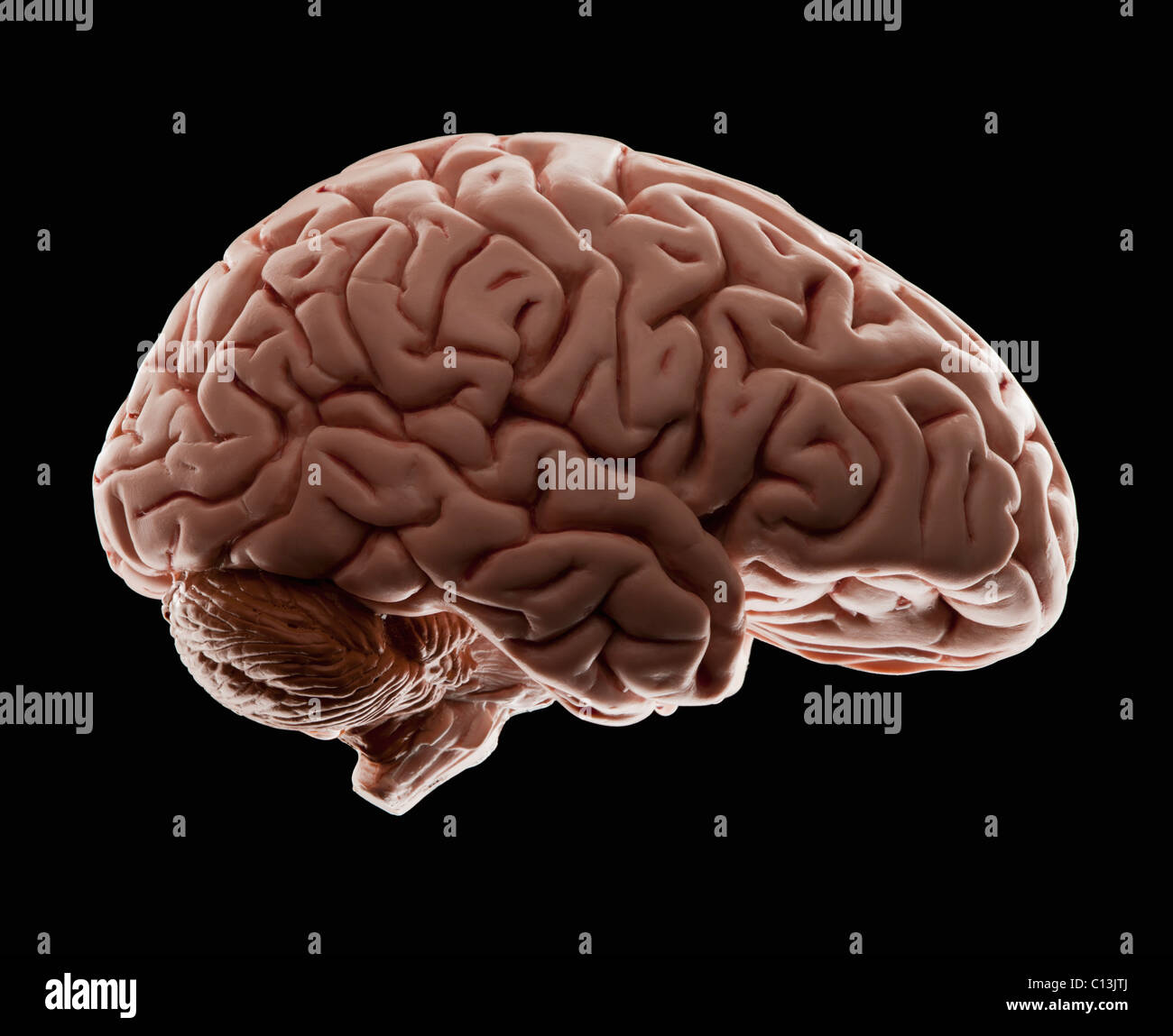 Modèle de cerveau humain, studio shot Banque D'Images