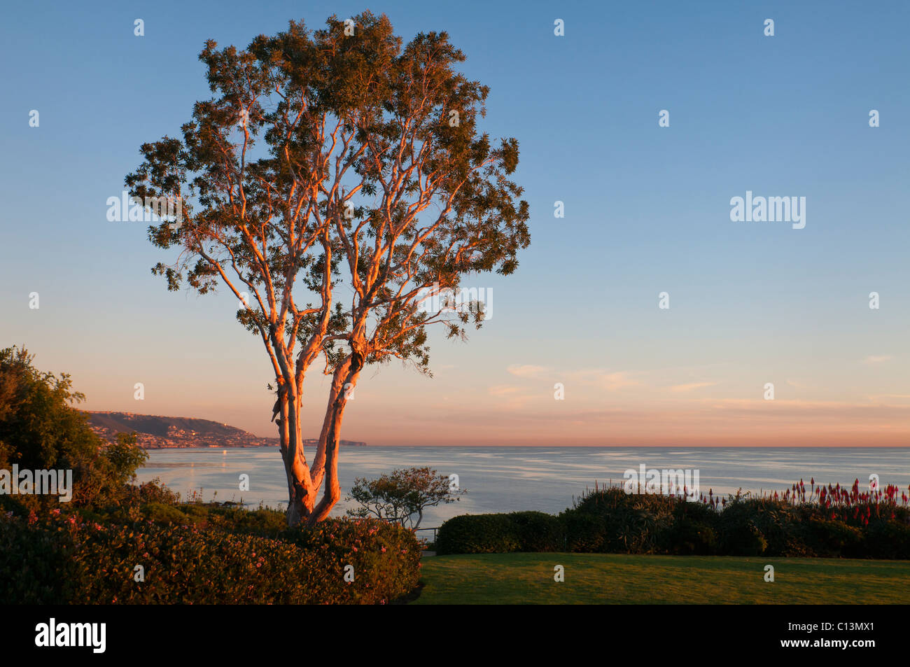États-unis, Californie, Laguna Beach, arbre au coucher du soleil Banque D'Images