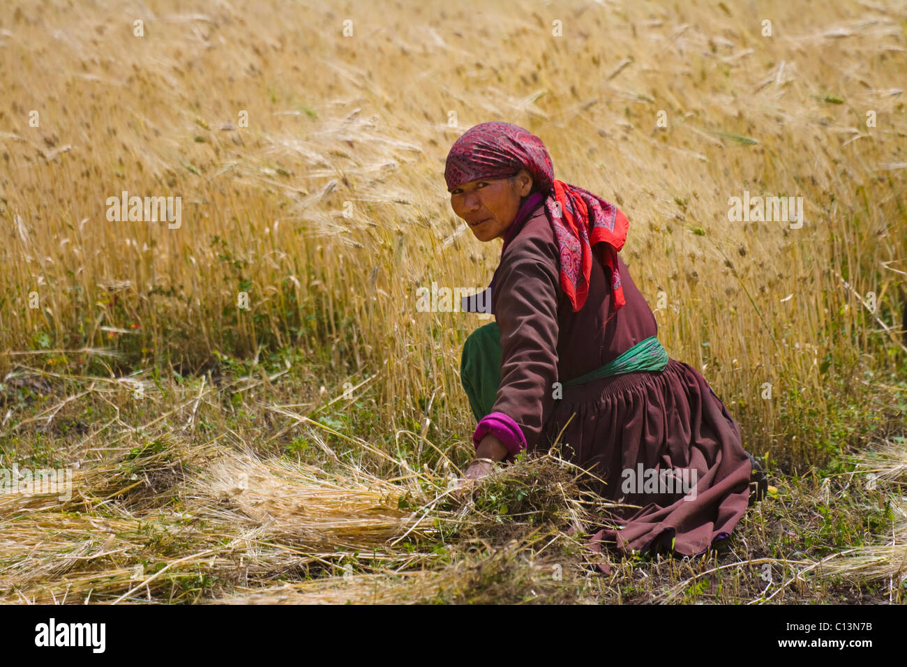La récolte d'orge, femme Ladakh Leh, Ladakh, Inde Banque D'Images