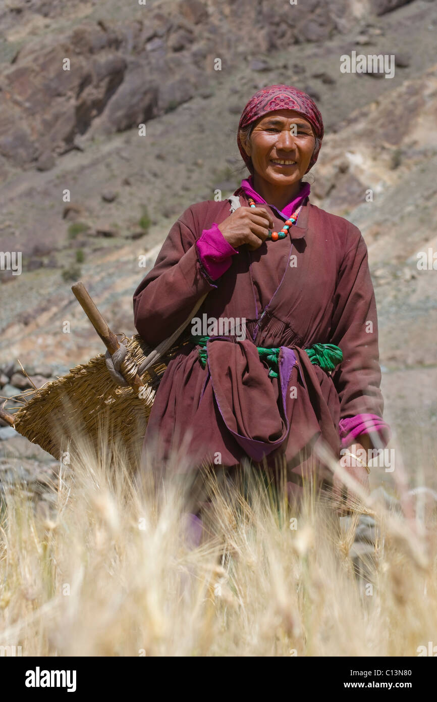 Le Ladakh femme en champ d'orge, Leh, Ladakh, Inde Banque D'Images