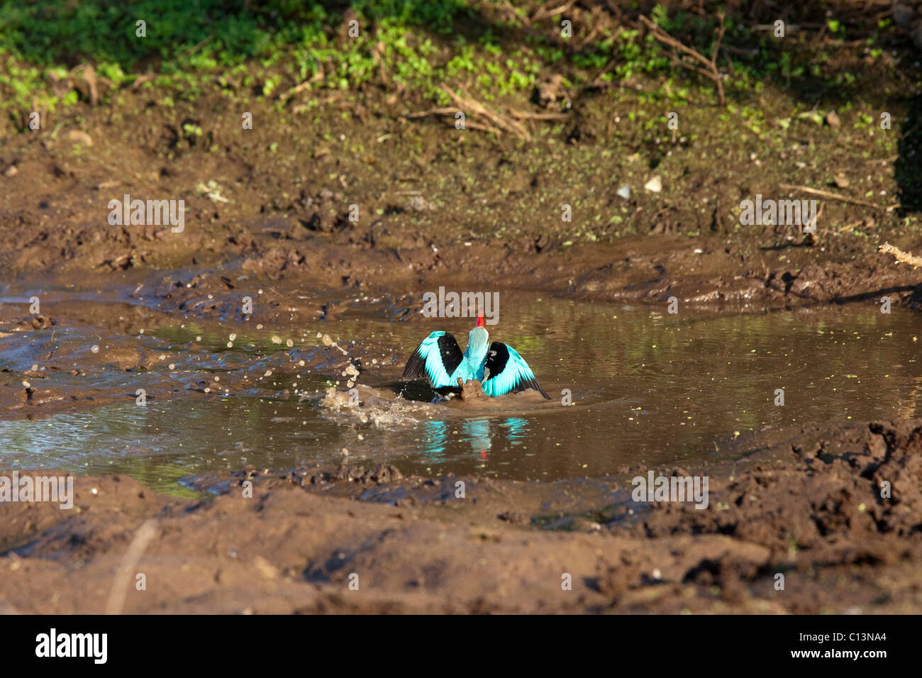 Propriétés forestières (Kingfisher Halcyon senegalensis). Émergeant de l'eau. Banque D'Images