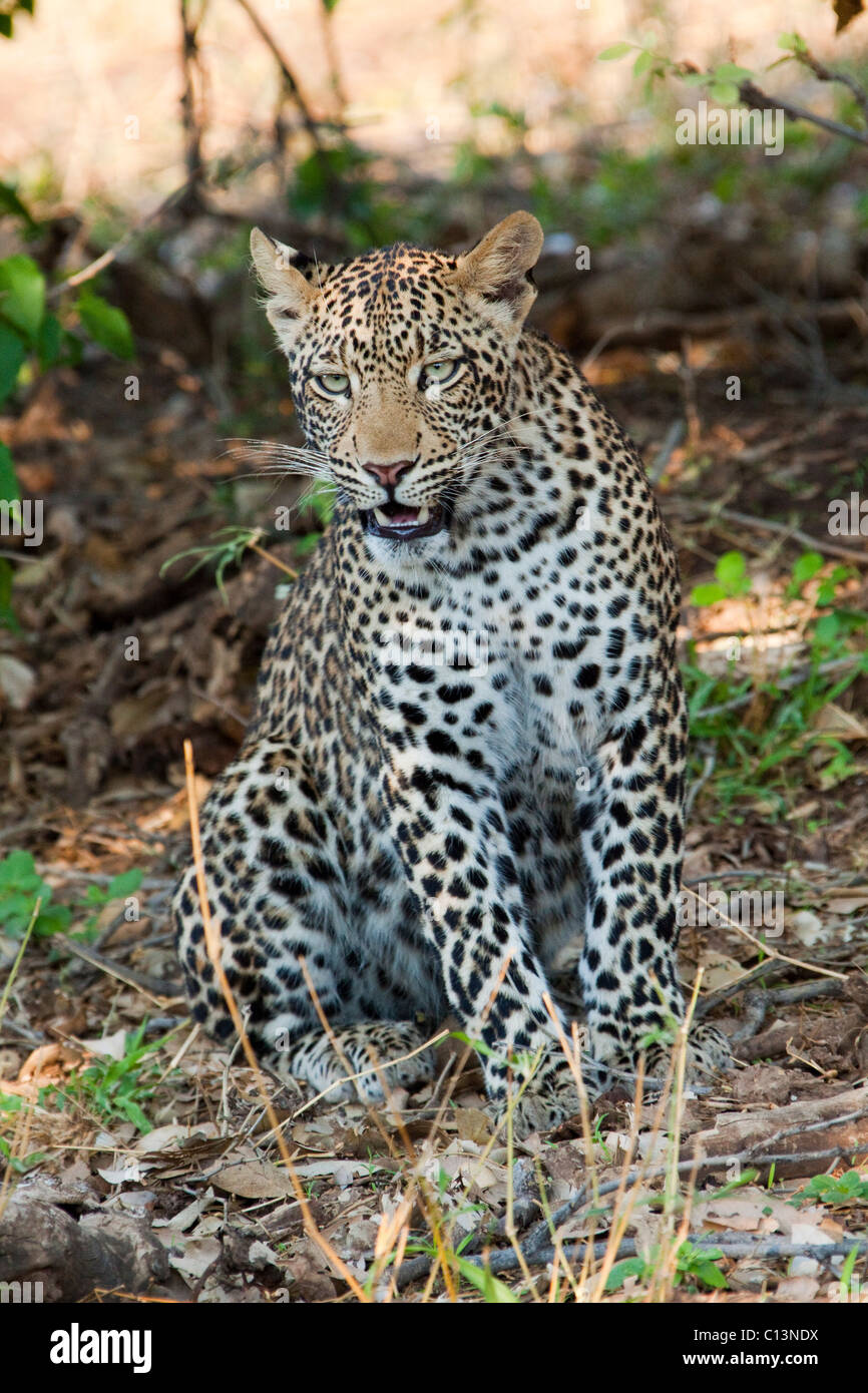 African Leopard (Panthera pardus Pardus). Banque D'Images